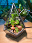 Fittonia & Fern with Moss Arrangement in Diamond Glass Terrarium (S)