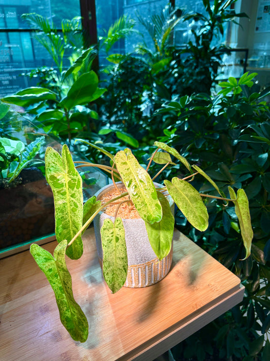 Philodendron Burle-Marx in Unique Pot