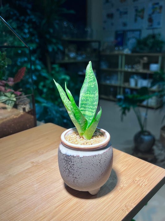 Senseveria in Greyish Ceramic Pot