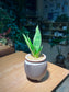 Senseveria in Greyish Ceramic Pot