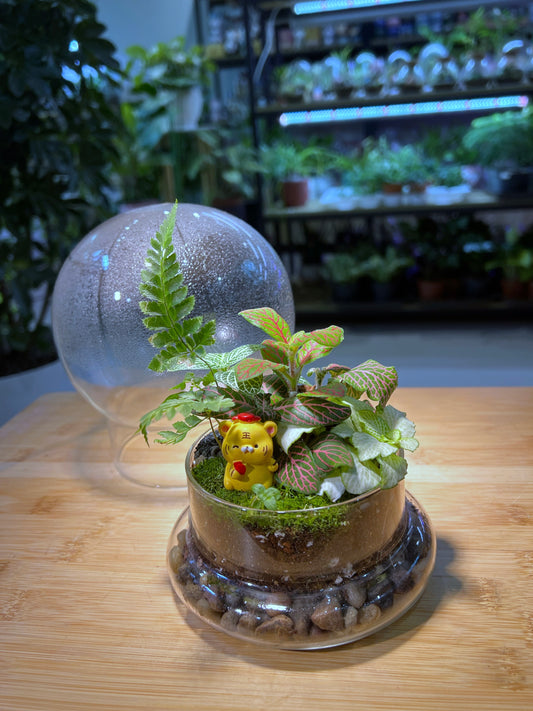 Fittonia and Fern with Moss Arrangement in Dome Glass Terrarium