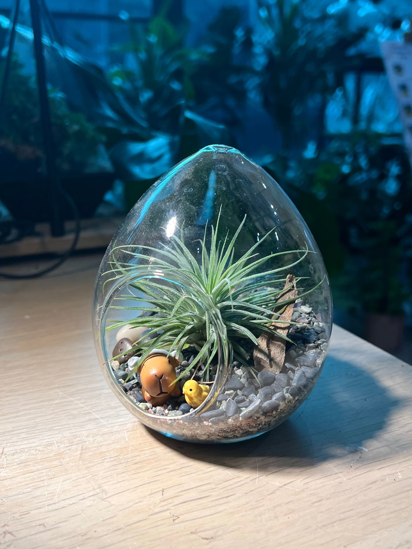 Airplant in Eggette Glass (S)