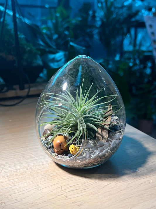 Airplant in Eggette Glass (S)