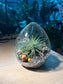 Airplant in Eggette Glass (S)