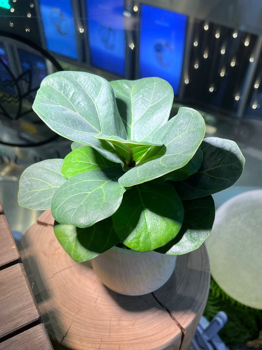 Fiddle-Leaf Fig (琴叶榕) in Light Yellow Ceramic Pot with Base Plate