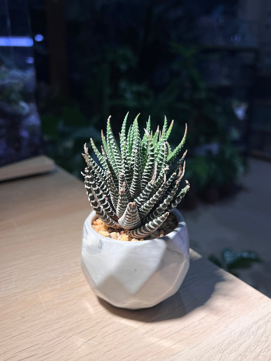 Haworthia Fasciata (Zebra Plant) in Marble Ceramic Pot