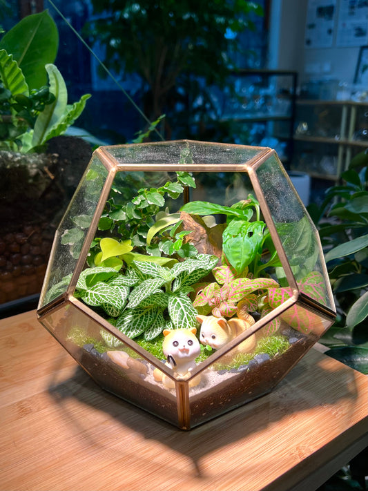 Fittonia and Fern with Moss Arrangement in Nonagon Glass (L)