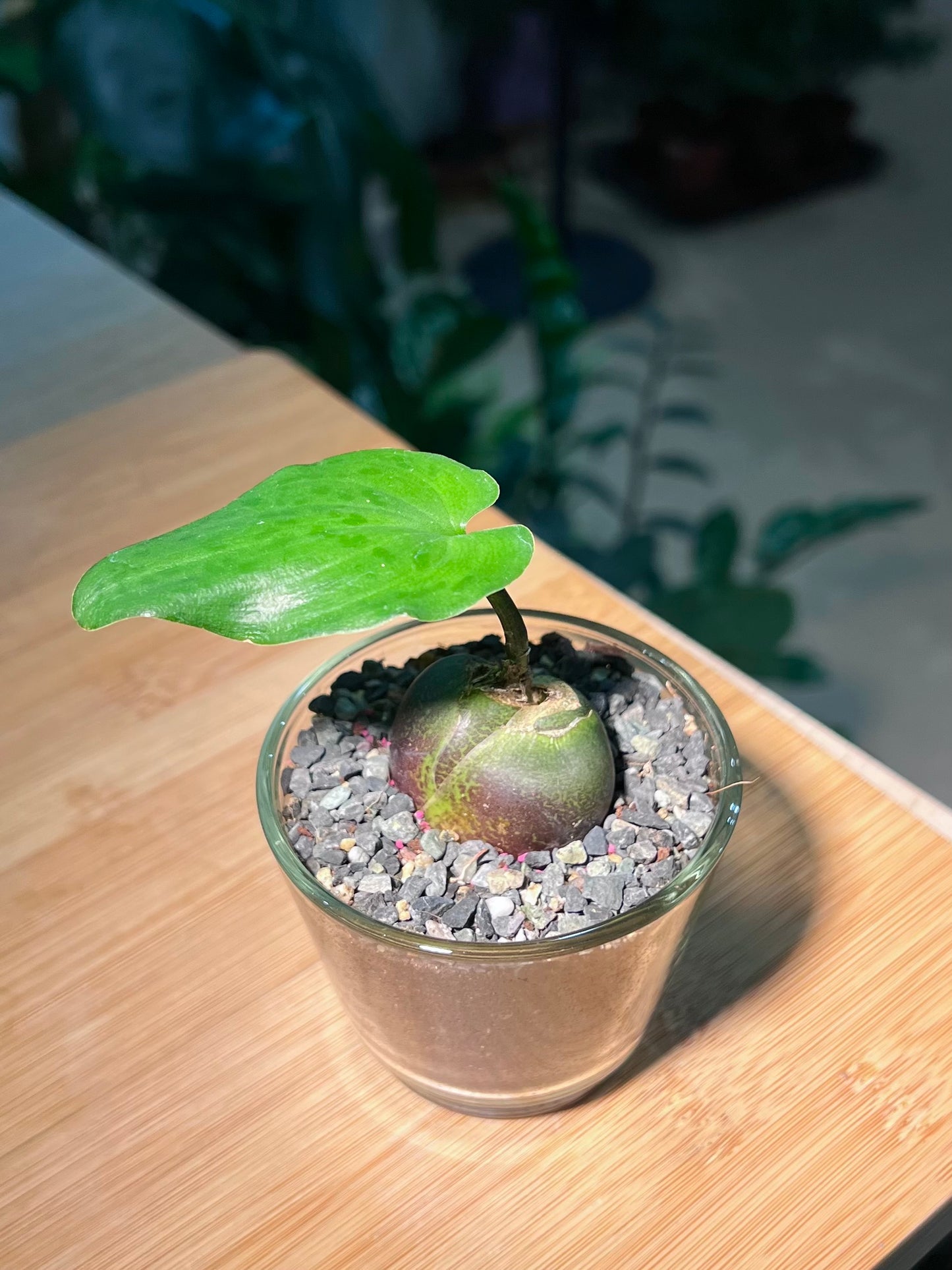 Drimiopsis Maculata in Glass Pot