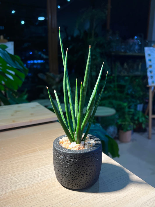 Sansevieria Bacularis (Snake Plant) in Matt Black Pot