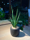 Sansevieria Bacularis (Snake Plant) in Matt Black Pot