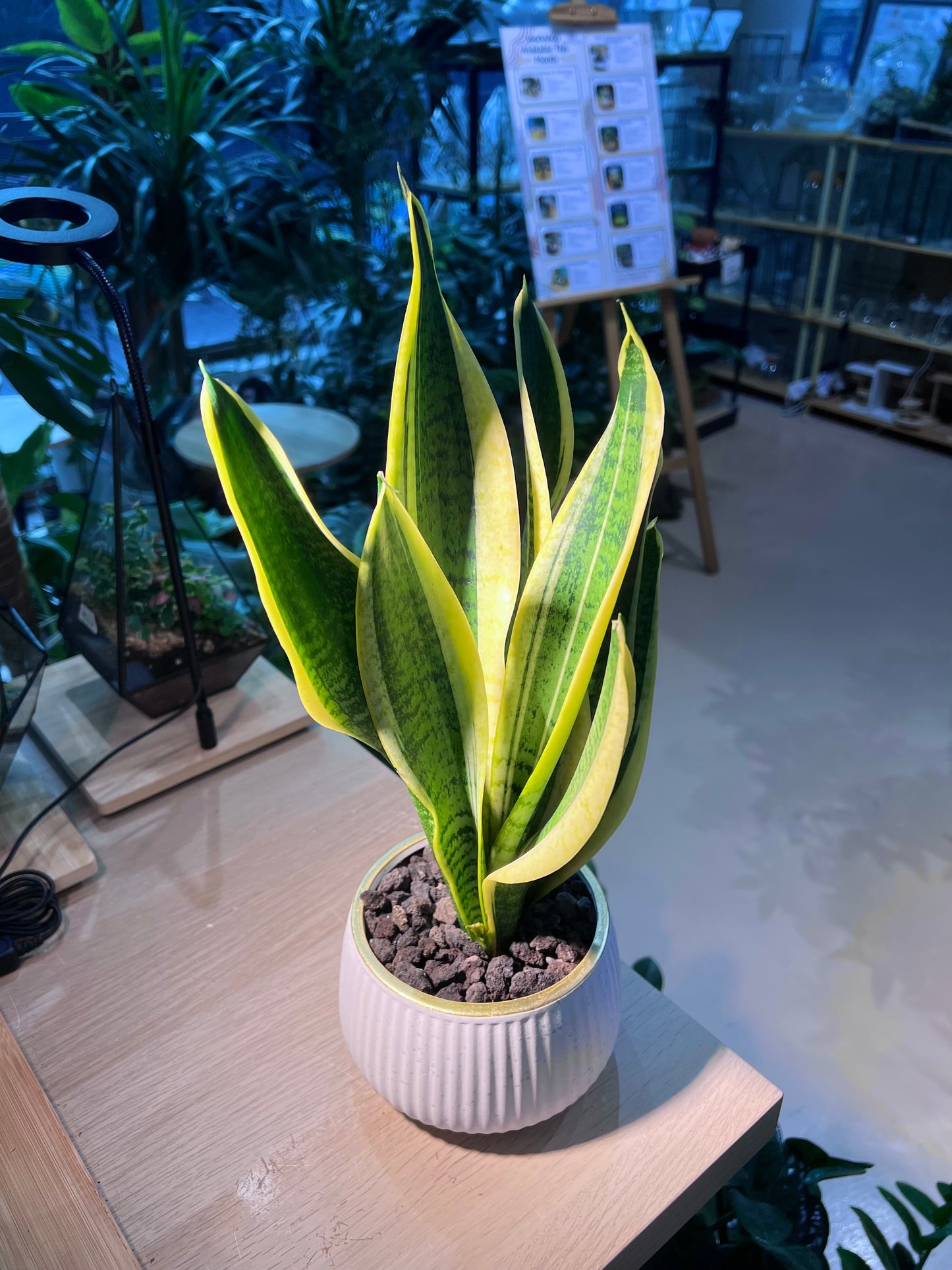 Snake Plant (虎尾兰) in Round Ceramic Pot