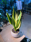 Snake Plant (虎尾兰) in Round Ceramic Pot