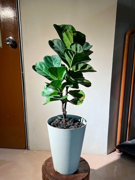 Fiddle Leaf Fig (琴叶榕) in White Round Ceramic Pot