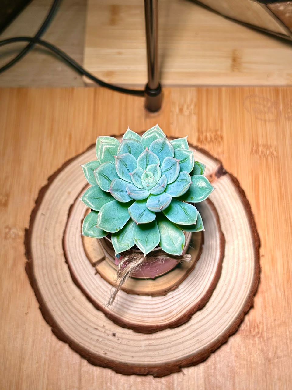 Echeveria Succulent in Pudding Jar