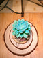 Echeveria Succulent in Pudding Jar