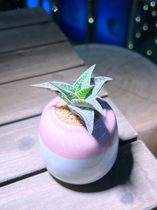 Aloe Variegated In Bicolor Round Ceramic Pot