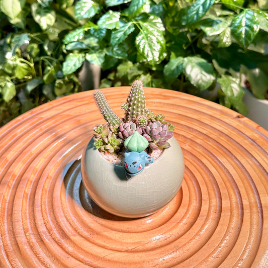 Succulent Arrangement in Designer Pot