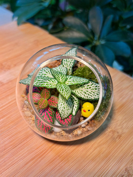 Indoor plant in Small Glass Terrarium  🐤