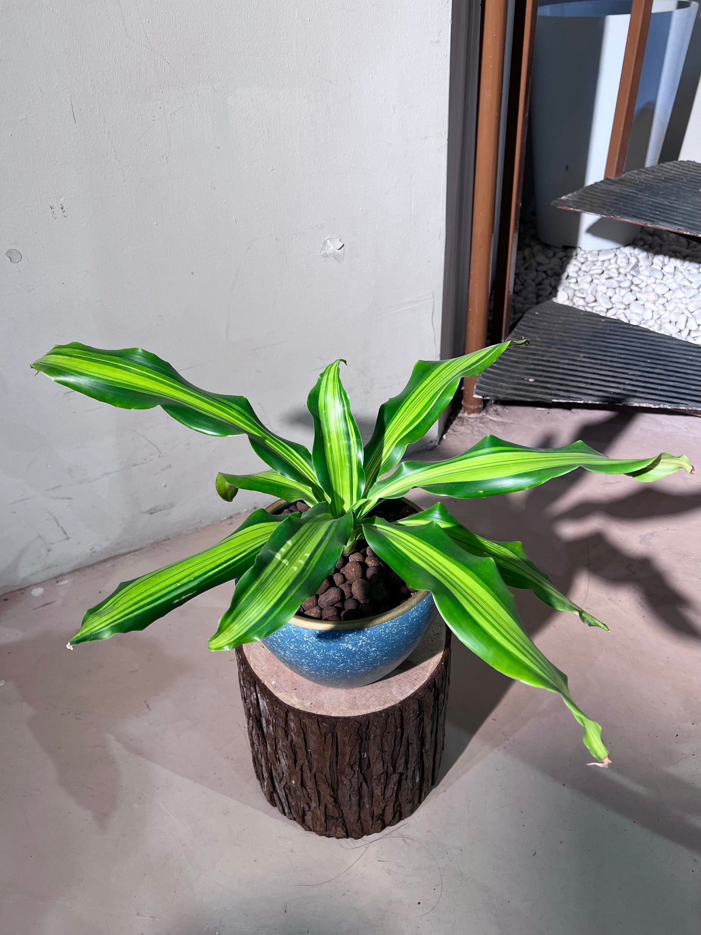 Dracaena Fragrans (铁树) in Round Blue Ceramic Pot