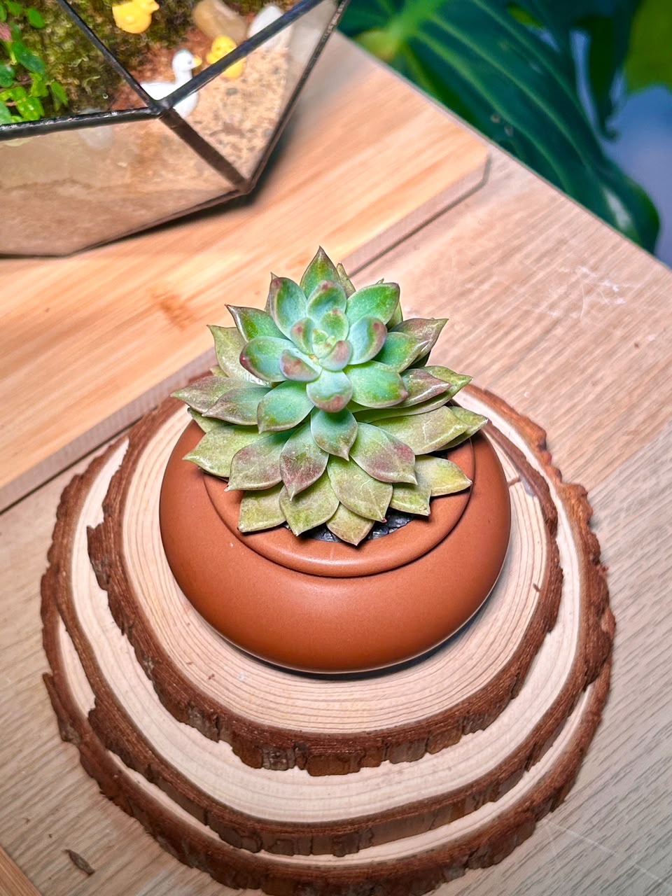 Graptoviria Opalina (Succulent) in a Ceramic Pot