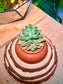 Graptoviria Opalina (Succulent) in a Ceramic Pot