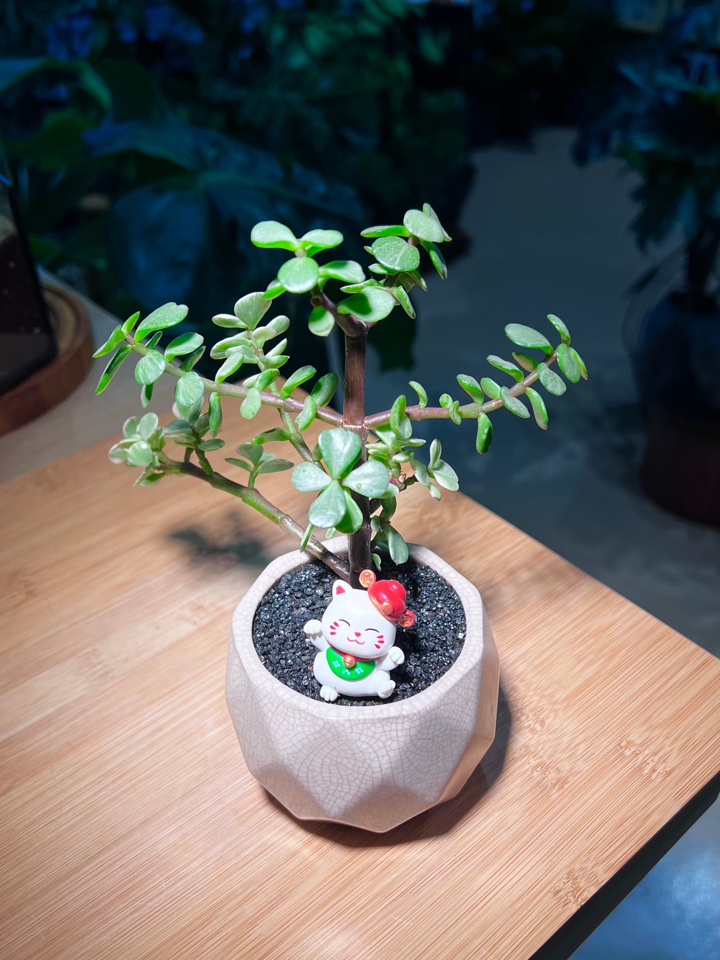 Crassula Ovata in Round Pattern Designed Ceramic Pot
