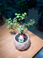 Crassula Ovata in Round Pattern Designed Ceramic Pot