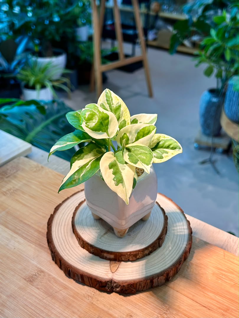 Pearls and Jade Pothos (Indoor Plant) in Ceramic Pot