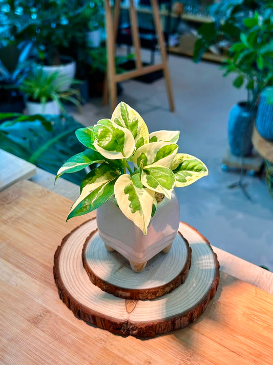 Pearls and Jade Pothos (Indoor Plant) in Ceramic Pot