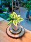 Pearls and Jade Pothos (Indoor Plant) in Ceramic Pot