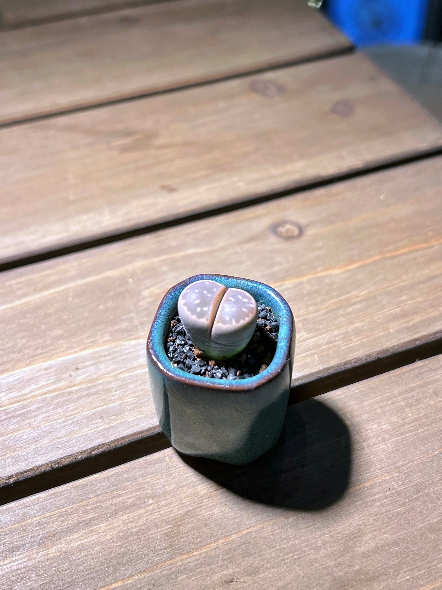 Lithops in Deep Coral Blue Ceramic Pot