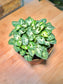 Syngonium Podophyllum in Plastic Pot