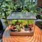 Indoor Plant Arrangement in Black Frame Designer Terrarium