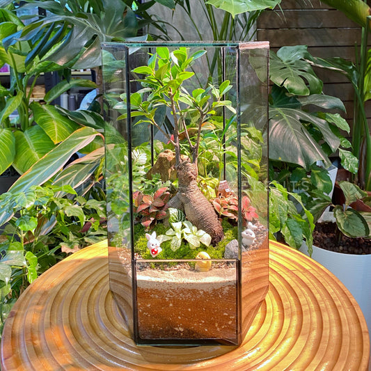 Tall Hexagon Designer Glass Zen Garden Terrarium