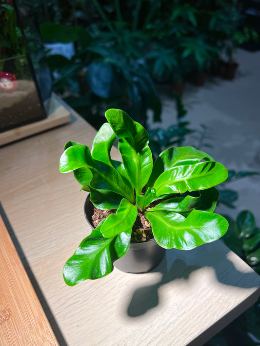 Plastic Pot - Bird Nest Fern