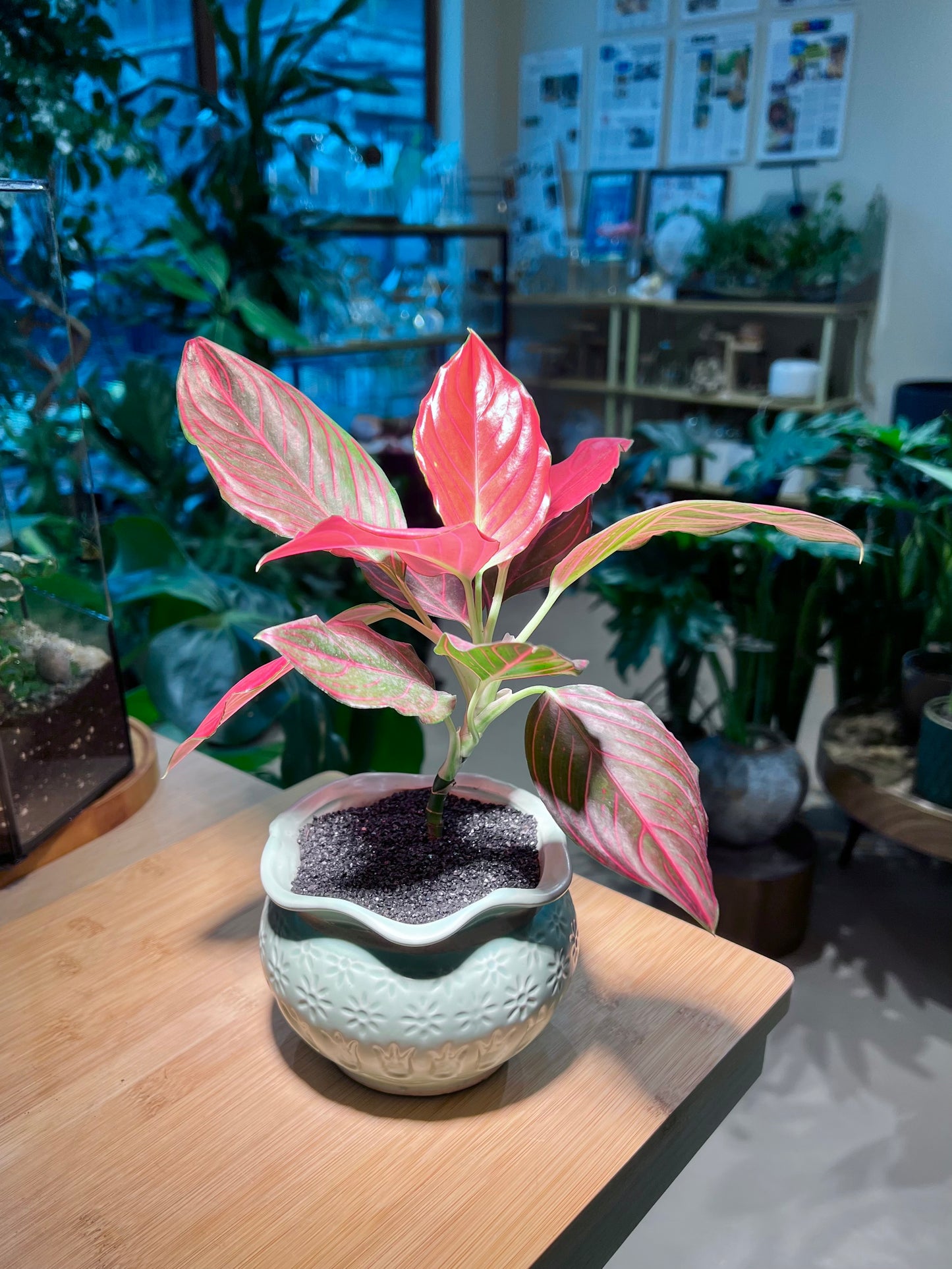 Aglaonema Plant in Handmade Petal Edge Ceramic Pot