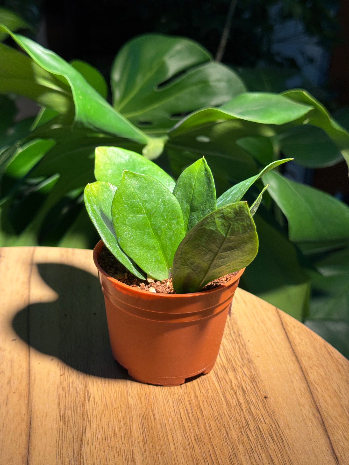 Zanzibar Gem (ZZ Plant) in Plastic Pot