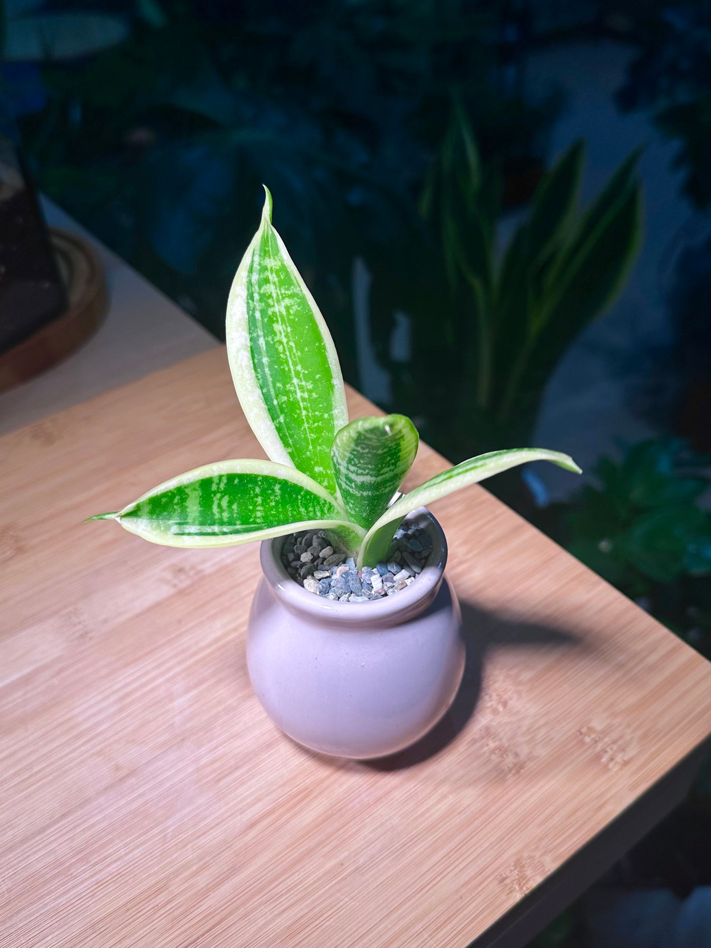 Senseveria (Snake Plant) in Light Purple Ceramic Pot