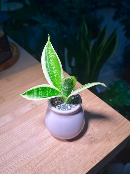 Snake Plant (虎尾兰) in Light Purple Ceramic Pot
