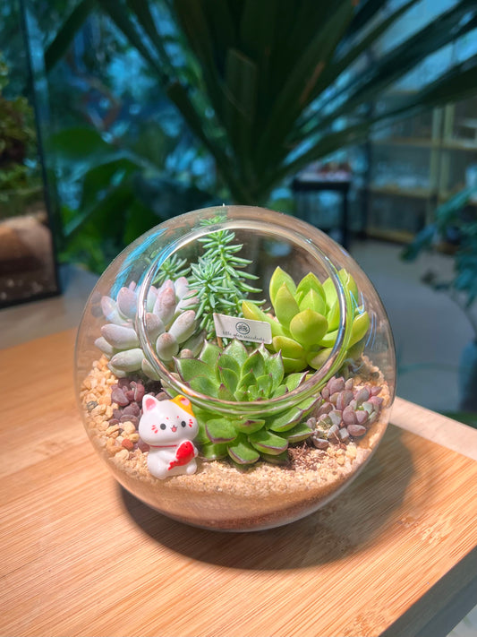 Succulent Arrangement in Round Glass (L)