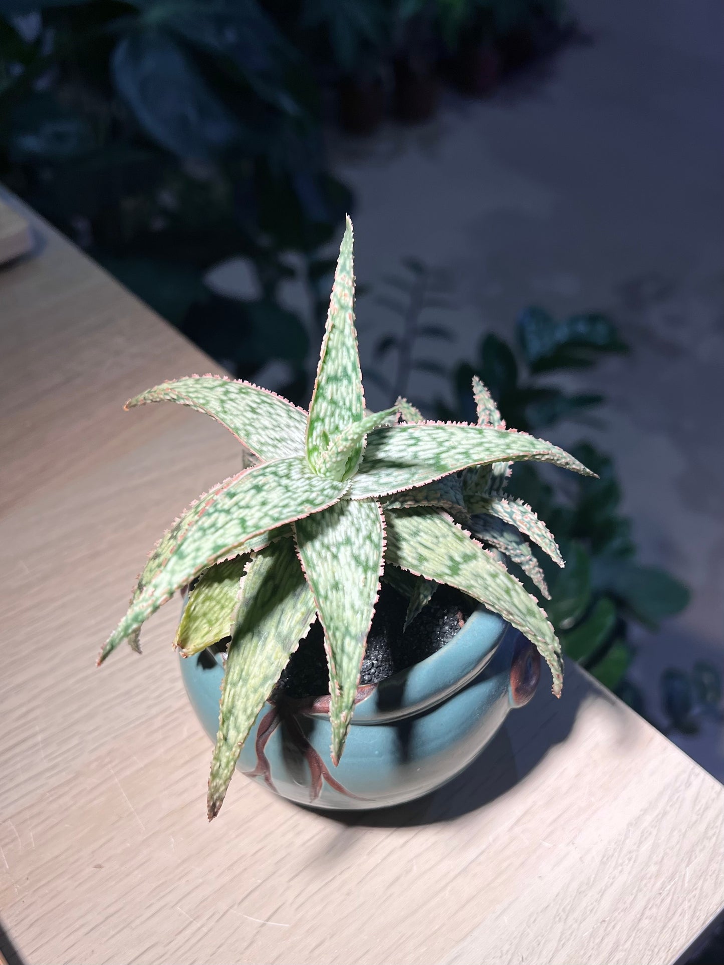 Sunset Aloe in Broken Designed Pot