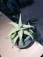 Sunset Aloe in Broken Designed Pot