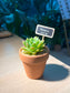 Succulent in Terracotta Pot
