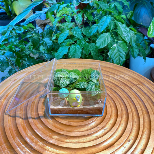 Fittonia & Moss Arrangement in Arcylic Terrarium