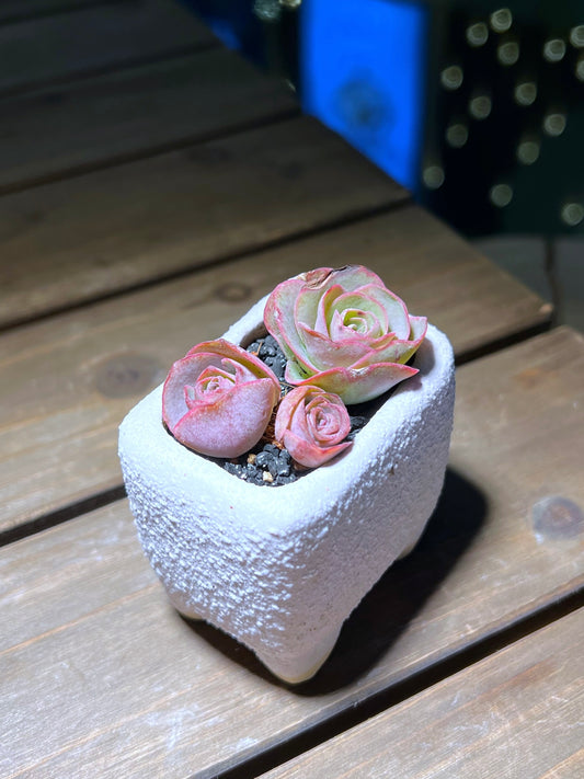 Mountain Rose in Square Matt Textured Claypot