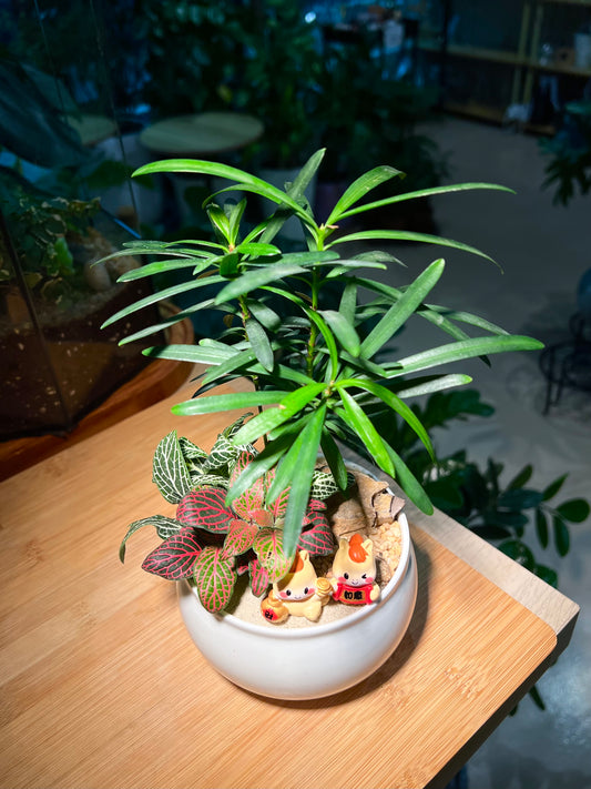 Fittonia with Podocarpus Arrangement in White Ceramic Bowl Pot