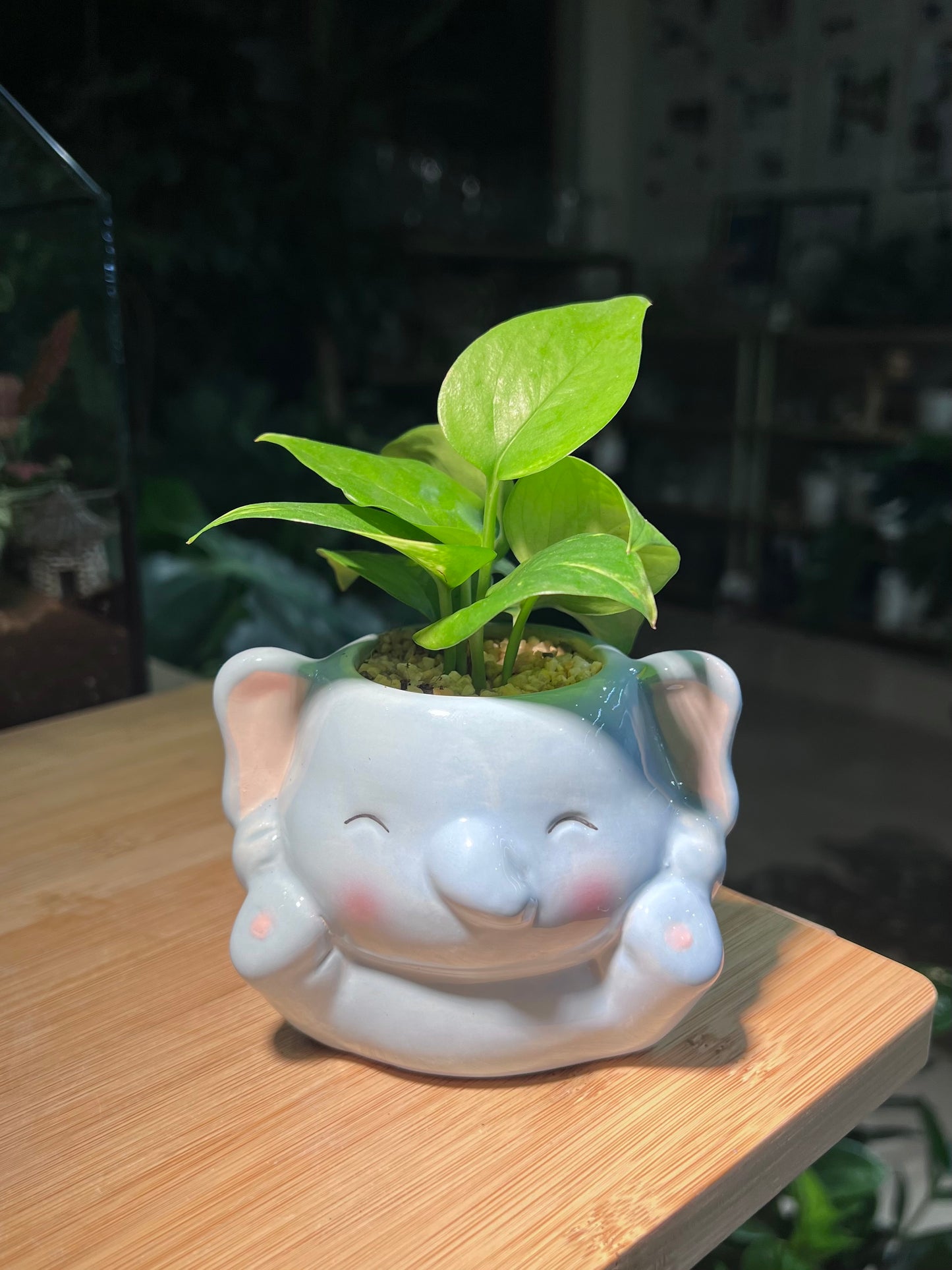 Pothos Njoy in Elephant Ceramic Pot