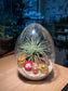 CNY Theme - Airplant in Eggette Glass (M)