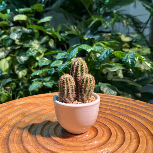 Rare Cactus Collection in Designer Pot