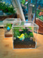Moss Terrarium Workshop